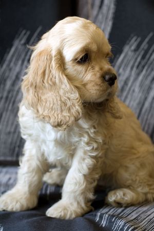sitting sweet puppyの写真素材