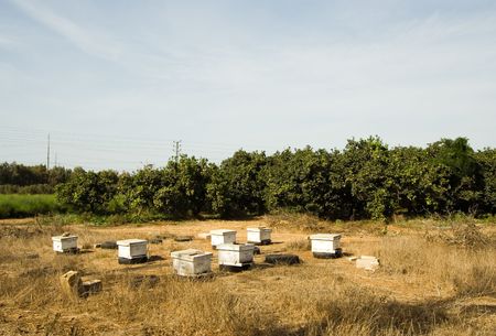 bees hivesの写真素材