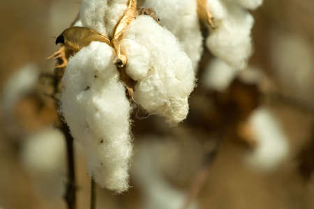 harvesting time on the cotton fieldの写真素材