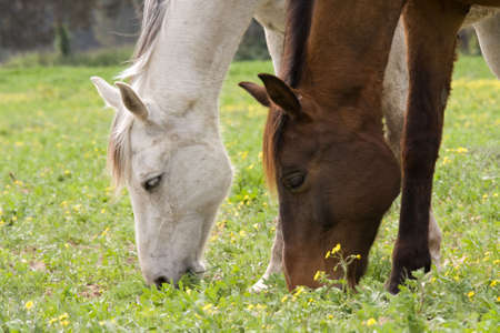 horse on the green fieldの写真素材