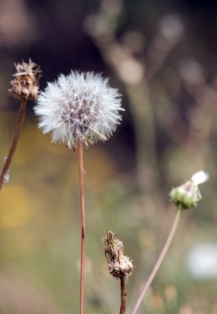 Dandelionの写真素材