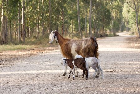 goats の写真素材