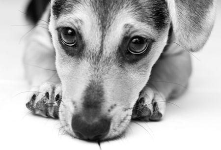 Black and white picture of young puppyの写真素材