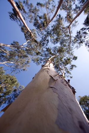 wide view young treesの写真素材