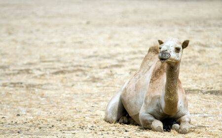 Camel on the fieldの写真素材