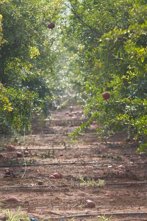 Pomegranate cultivation