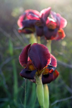 highlighted black iris, Israelの写真素材