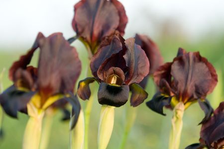 black iris, Israelの写真素材