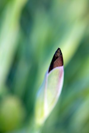 new beginning,black iris, Israelの写真素材