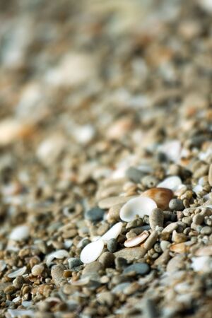 selected focus on the colorful sea shells