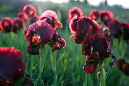 backlited black irises, evening lightsの写真素材