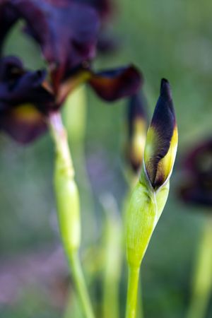 new beginning, black iris, Israelの写真素材