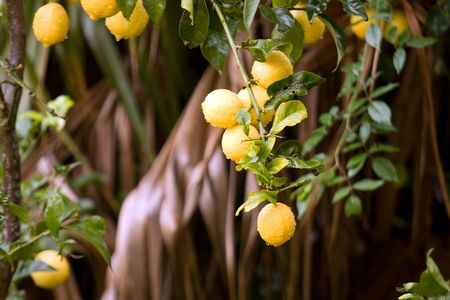 lemon cultivation, rainy dayの写真素材