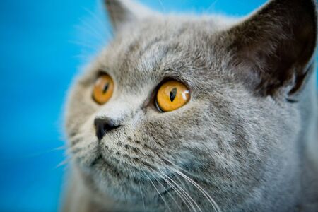 close up of grey catの写真素材