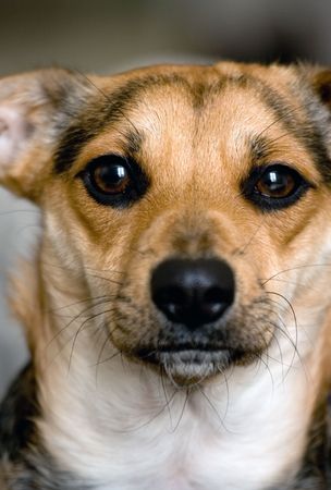 young beautiful dog, close up portraitの写真素材