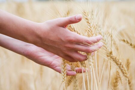 hands touching dry wheat earsの写真素材