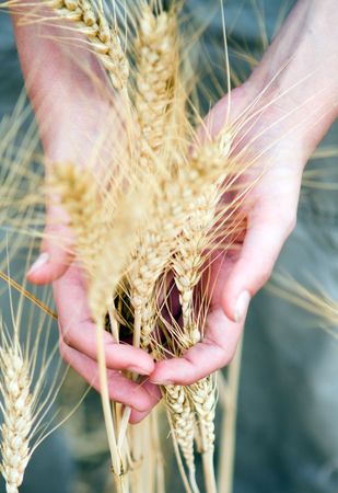 dry wheat's ear in the handsの写真素材