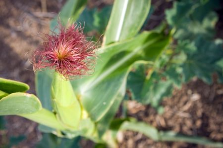 green blooms corn in the fieldの写真素材