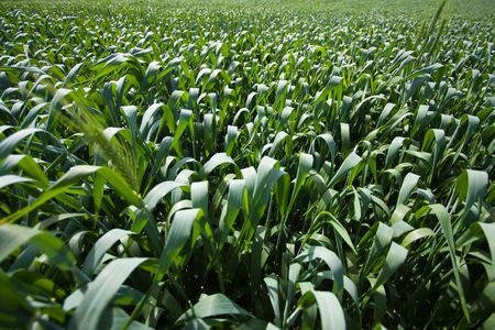 new beginning, young wheat
