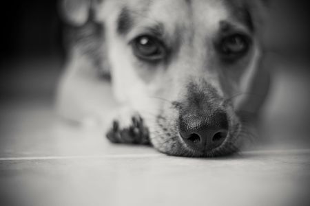 young beautiful dog, close up black and white portraitの写真素材