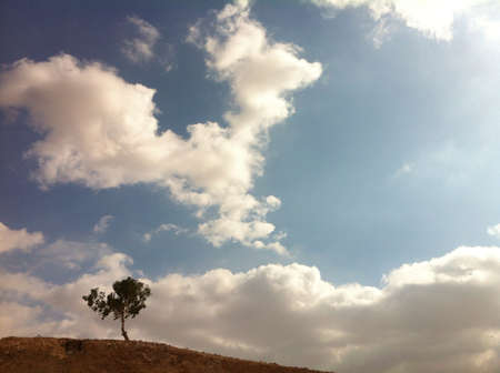 Colorful landscape with beautiful forms of clouds and tree standing aloneの素材