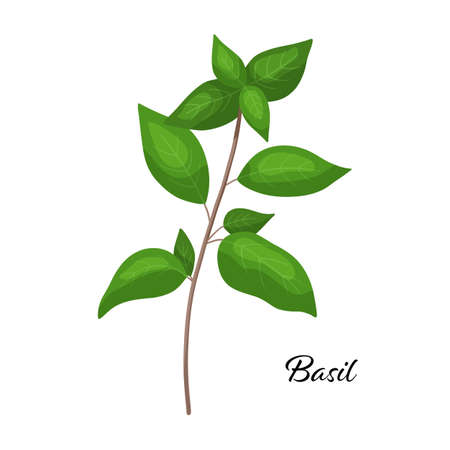 Green basil branch spice. Vector illustration isolated on white. Basil herb for design element in culinary, cooking ingredient, package decoration, sticker, labelのイラスト素材