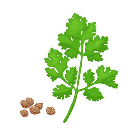 Green coriander branch spice. Vector illustration isolated on white. Coriander herb for design element in culinary, cooking ingredient, package decoration, sticker, labelのイラスト素材