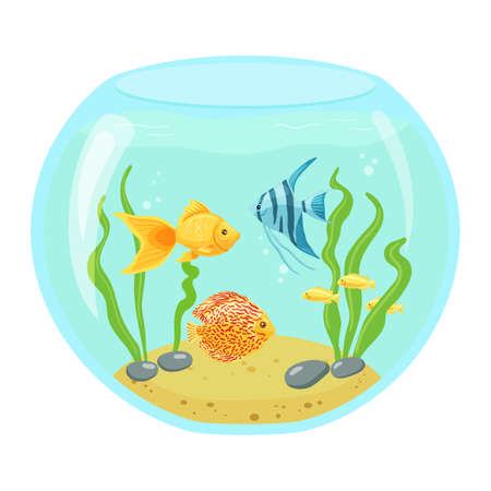 Golden and blue fish in the round aquarium. Home aquarium with sand, algae and stones.Vector illustration in cartoon style is isolated on white backgroundのイラスト素材
