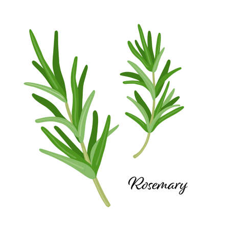 Green rosemary leaves spice. Vector illustration isolated on white. rosemary herb for design element in culinary, package decoration, sticker, labelのイラスト素材