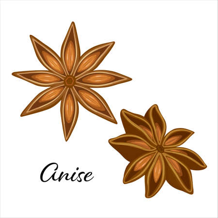 Stars of anise isolated on the white background. Vector illustration. Spicy seasoning for cooking in kitchen.のイラスト素材