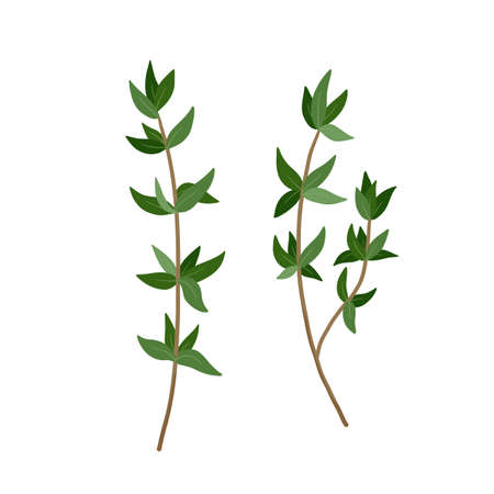 Green Thyme branch with leaves spice. Vector illustration isolated on white. Thyme herb for design element in culinary, package decoration, sticker, labelのイラスト素材