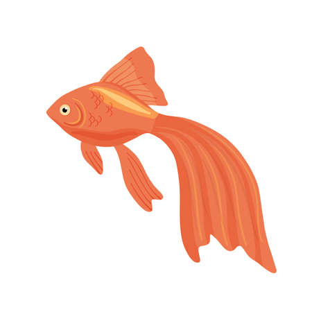 Red aquarium fish clipart. Vector illustration in cartoon style is isolated on white backgroundのイラスト素材