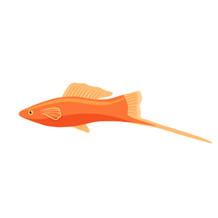 Red aquarium fish swordfish clipart. Vector illustration in cartoon style is isolated on white backgroundのイラスト素材