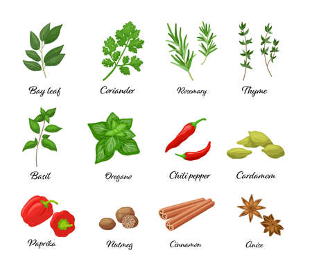 Large vector set of popular spices isolated. Chili pepper, paprika, oregano, cinnamon, anise, basil in cartoon styleのイラスト素材