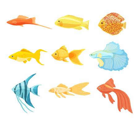 Set of aquarium fishes clipart. Collection of beautiful unusual domestic fish. Vector illustration in cartoon style is isolated on white backgroundのイラスト素材