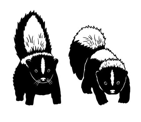 Vector monochrome Skunk sketch. Cute Skunk flat illustration isolated on white backgroundのイラスト素材