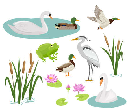 Set of flat cartoon colorful ducks with green heads. Frog, crane, swan, reed and water lily. Vector illustration wetland animals isolated on white background.のイラスト素材