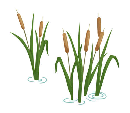 Reed in pond set. Vector cartoon illustration isolated on white background. Plants on swamp and wetland.のイラスト素材