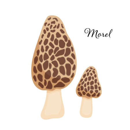 Morel mushroom. Vector cartoon illustration of Japanese food isolated on white. Raw vegetable.のイラスト素材