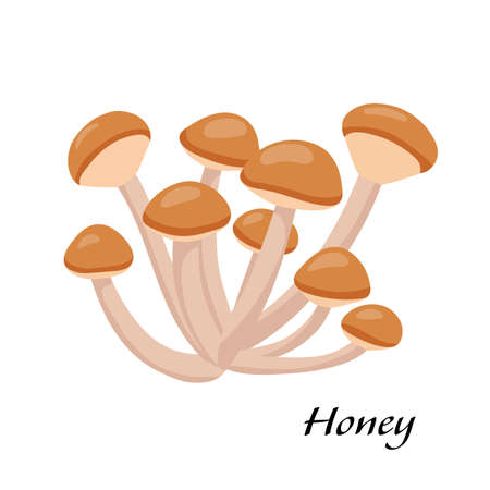 Honey mushroom. Vector cartoon illustration of Japanese food isolated on white. Raw vegetable.のイラスト素材
