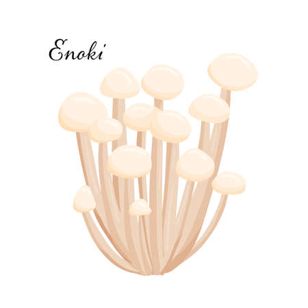 Enoki Mushrooms . Flat cartoon vector illustration isolated on white background. Natural forest product.のイラスト素材