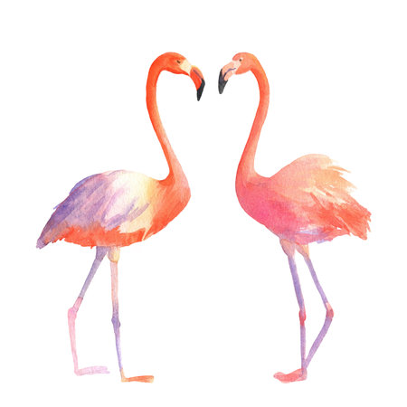 Watercolor illustration of two flamingos isolated on white background. Hand drawn pink tropical bird flamingoの写真素材
