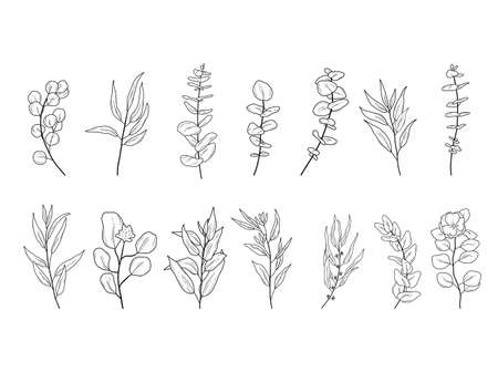 Set of Eucaliptus branches line art drawing. Vector outline illustration with leaves isolated on white background. Botanical plantのイラスト素材