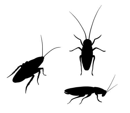 Set of black vector silhouette cockroach isolated on white background. Top and side view.のイラスト素材