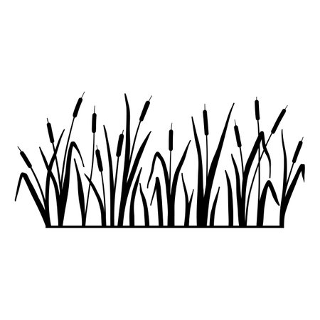 Reed silhouette. Vector illustration isolated on white background. Plants on swamp and wetland.のイラスト素材