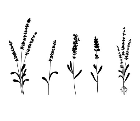 Set of lavender flowers silhouette. Collection of wildflower plants and bouquet of lavender branches. Vector illustration isolated on white backgroundのイラスト素材