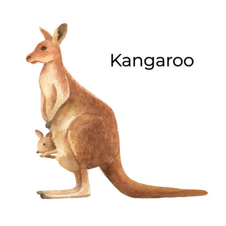Australian animal watercolor illustration isolated on white background. Cute hand drawn kangaroo. Australia Dayの写真素材