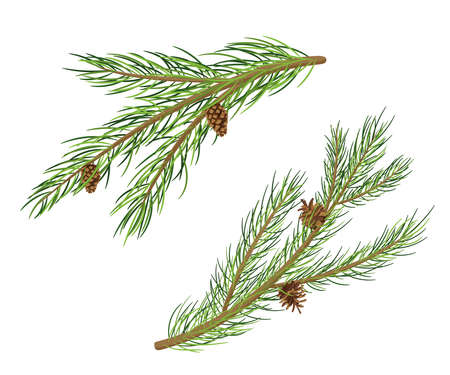 Pine Tree Branches with Fir Cones. Vector Cartoon Set isolated on whiteのイラスト素材