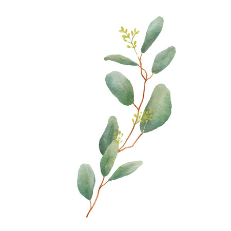 Watercolor Eucaliptus branch drawing. Hand drawn illustration eucalyptus leaves isolated on white background.の写真素材