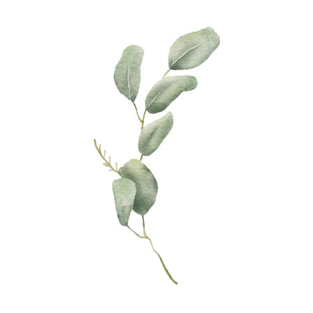 Watercolor Eucaliptus branch drawing. Hand drawn illustration eucalyptus leaves isolated on white background.の写真素材